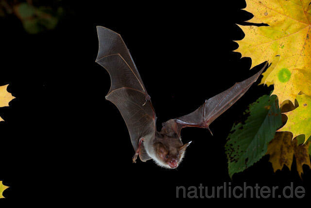 R8534 Großes Mausohr im Flug, Greater Mouse-eared Bat flying - Christoph Robiller