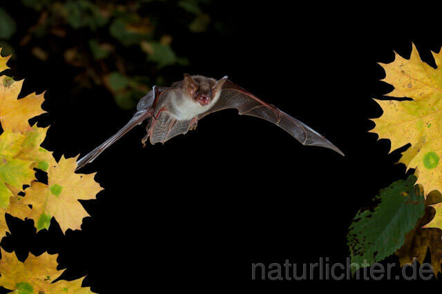R8535 Großes Mausohr im Flug, Greater Mouse-eared Bat flying - Christoph Robiller