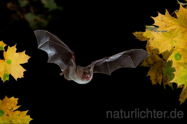 R8536 Großes Mausohr im Flug, Greater Mouse-eared Bat flying - Christoph Robiller