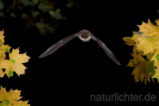 R8539 Fransenfledermaus im Flug, Natterer's Bat  flying - Christoph Robiller