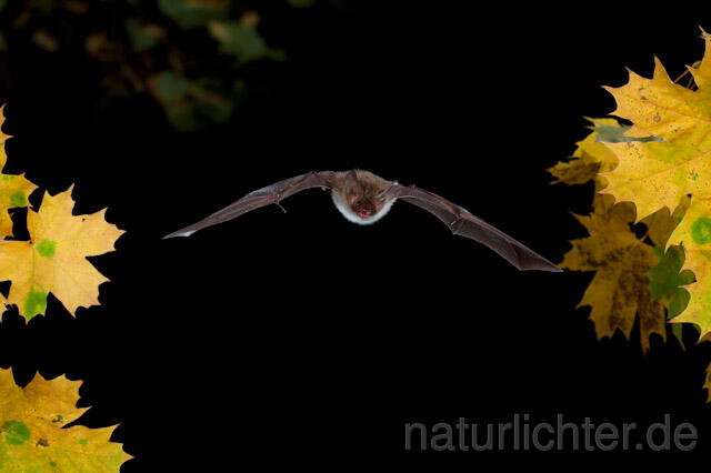 R8541 Bechsteinfledermaus im Flug, Bechstein's Bat flying - Christoph Robiller