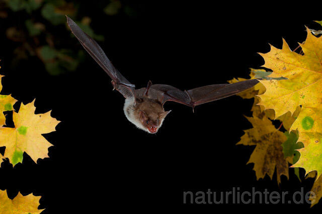 R8543 Großes Mausohr im Flug, Greater Mouse-eared Bat flying - Christoph Robiller
