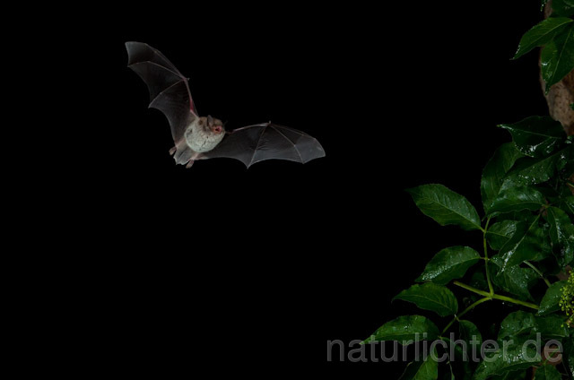 R9182 Langfußfledermaus im Flug, Long-fingered Bat flying - Christoph Robiller