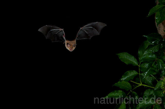 R9183 Große Hufeisennase im Flug, Greater Horseshoe Bat flying