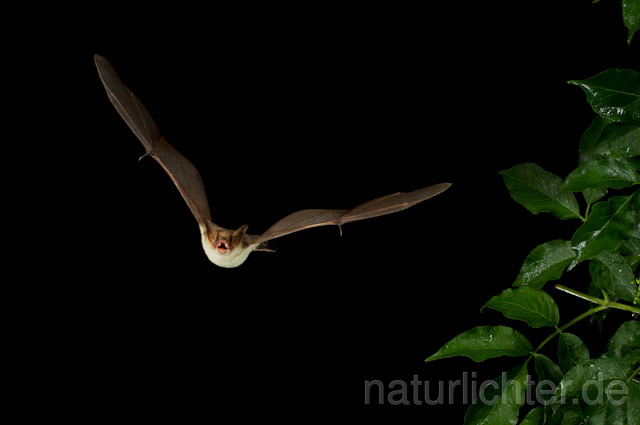 R9184 Kleines Mausohr im Flug, Lesser Mouse-eared Bat flying - Christoph Robiller