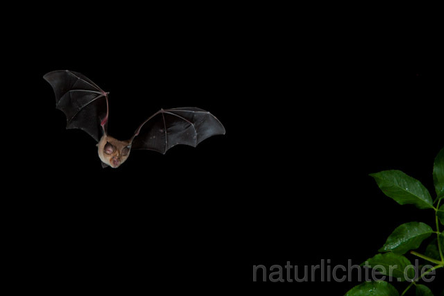 R9186 Große Hufeisennase im Flug, Greater Horseshoe Bat flying - Christoph Robiller