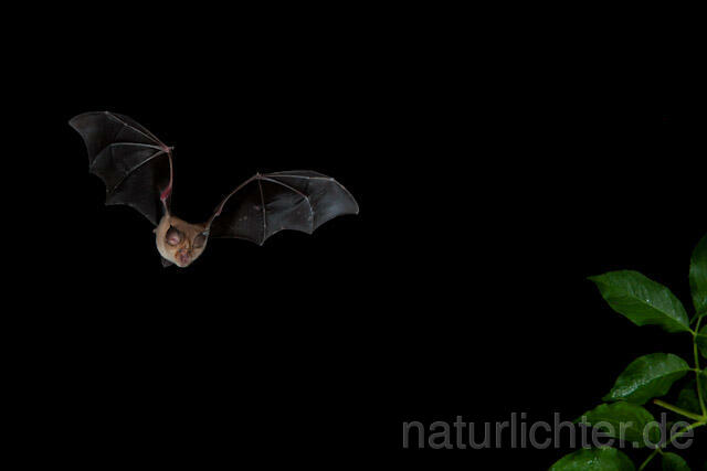 R9186 Große Hufeisennase im Flug, Greater Horseshoe Bat flying