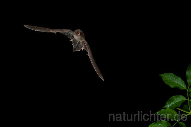 R9187 Langflügelfledermaus im Flug, Schreiber's Bat flying