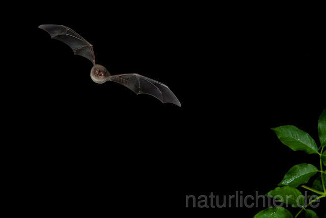 R9188 Langflügelfledermaus im Flug, Schreiber's Bat flying