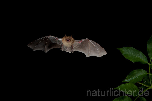 R9191 Wimperfledermaus i m Flug, Geoffroy's Bat flying