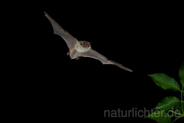 R9195 Langfußfledermaus im Flug, Long-fingered Bat flying - Christoph Robiller