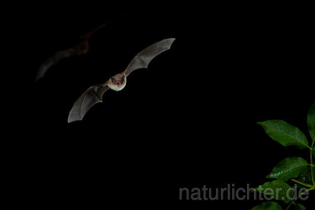 R9196 Langfußfledermaus im Flug, Long-fingered Bat flying - Christoph Robiller