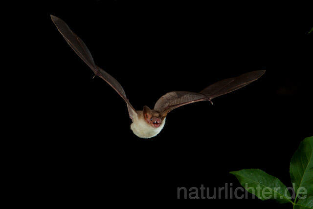 R9198 Großes Mausohr im Flug, Greater Mouse-eared Bat flying - Christoph Robiller
