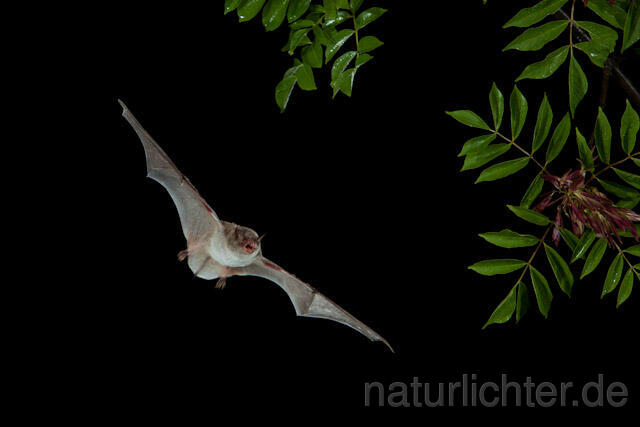 R9205 Langfußfledermaus im Flug, Long-fingered Bat Bat flying