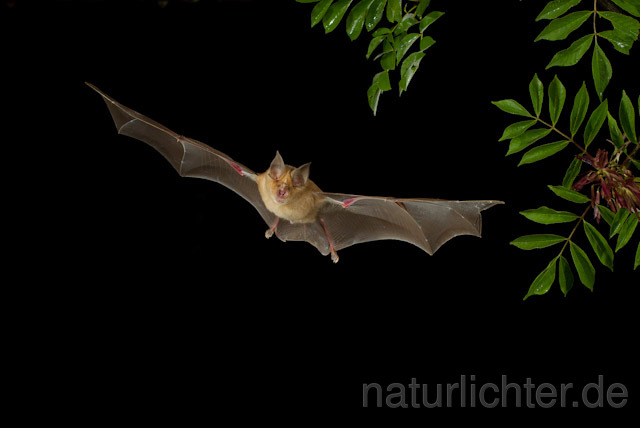 R9207 Große Hufeisennase im Flug, Greater Horseshoe Bat flying - Christoph Robiller