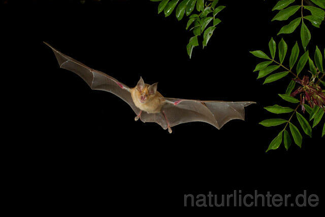 R9207 Große Hufeisennase im Flug, Greater Horseshoe Bat flying