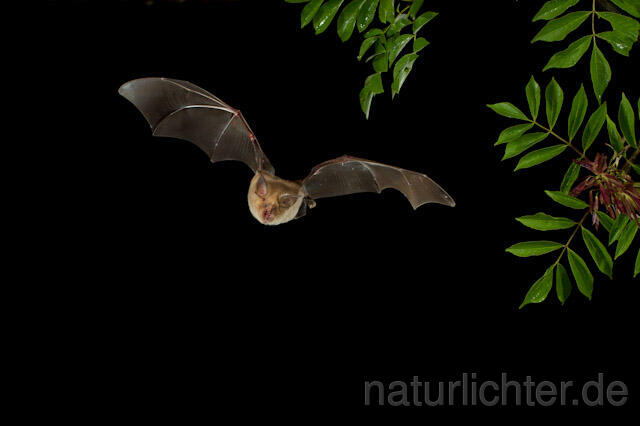 R9208 Mehely-Hufeisennase im Flug, Meheley-Hufeisennase, Mehely's horseshoe bat flying