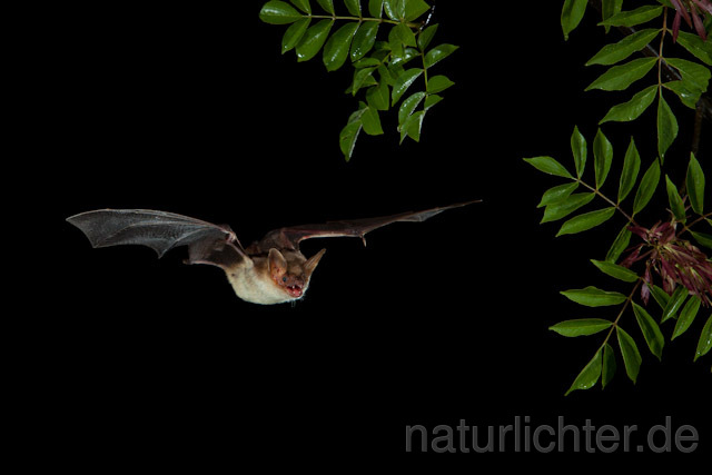 R9210 Großes Mausohr im Flug, Greater Mouse-eared Bat flying