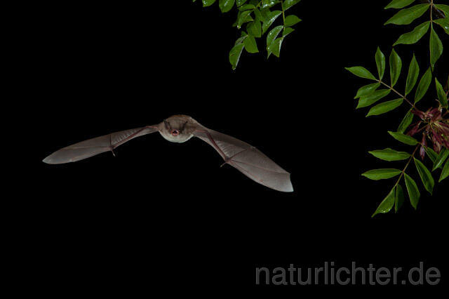 R9216 Langfußfledermaus im Flug, Long-fingered Bat Bat flying