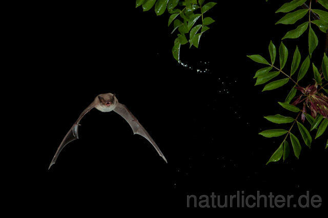 R9218 Langfußfledermaus im Flug, Long-fingered Bat Bat flying