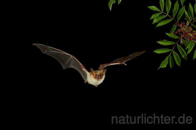 R9220 Großes Mausohr im Flug, Greater Mouse-eared Bat flying