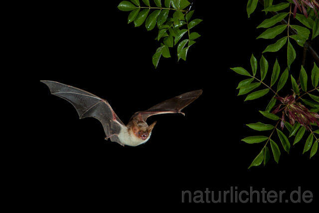 R9221 Großes Mausohr im Flug, Greater Mouse-eared Bat flying - Christoph Robiller