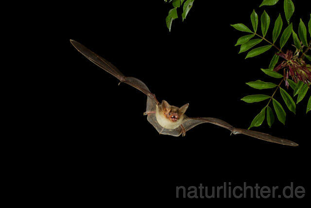 R9223 Großes Mausohr im Flug, Greater Mouse-eared Bat flying