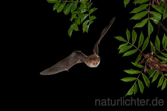 R9224 Mehely-Hufeisennase im Flug, Meheley-Hufeisennase, Mehely's horseshoe bat flying