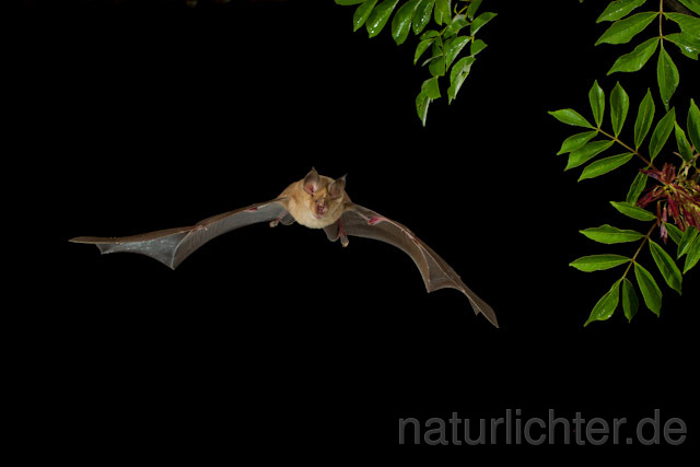 R9225 Große Hufeisennase im Flug, Greater Horseshoe Bat flying - Christoph Robiller