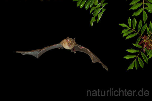 R9225 Große Hufeisennase im Flug, Greater Horseshoe Bat flying