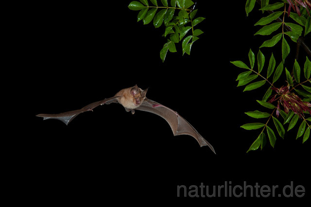 R9227 Große Hufeisennase im Flug, Greater Horseshoe Bat flying - Christoph Robiller