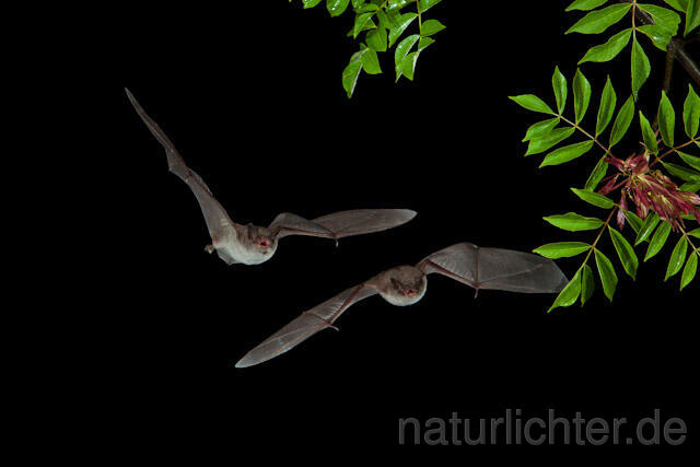 R9228 Langfußfledermaus im Flug, Long-fingered Bat Bat flying