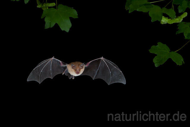 R9232 Große Hufeisennase im Flug, Greater Horseshoe Bat flying - Christoph Robiller