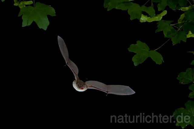 R9233 Langfußfledermaus im Flug, Long-fingered Bat Bat flying - Christoph Robiller