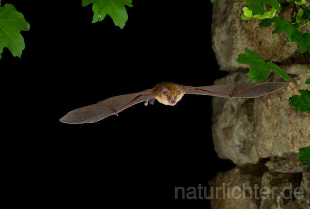 R9234 Große Hufeisennase im Flug, Greater Horseshoe Bat flying - Christoph Robiller