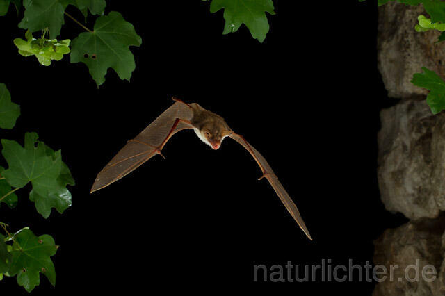 R9235 Kleines Mausohr im Flug, Lesser Mouse-eared Bat flying - Christoph Robiller