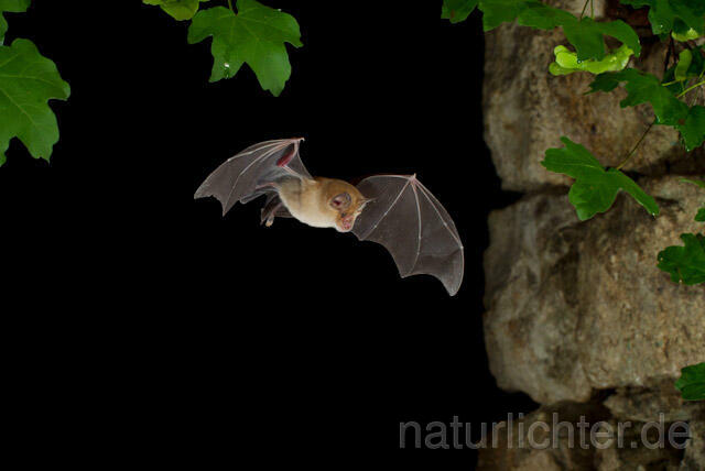 R9236 Große Hufeisennase im Flug, Greater Horseshoe Bat flying - Christoph Robiller