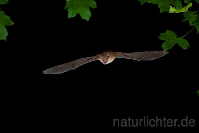 R9237 Große Hufeisennase im Flug, Greater Horseshoe Bat flying - Christoph Robiller