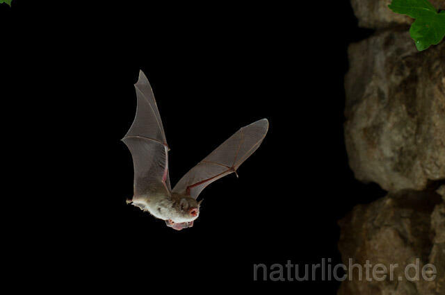 R9238 Langfußfledermaus im Flug, Long-fingered Bat Bat flying - Christoph Robiller