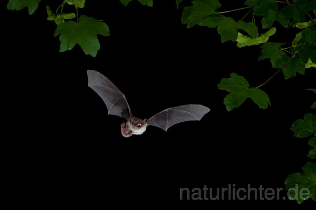 R9240 Langfußfledermaus mit Jungtier im Flug, Long-fingered Bat Bat flying - Christoph Robiller