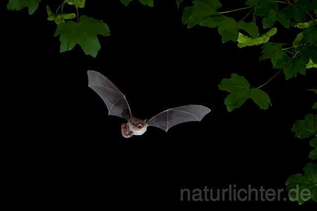 R9240 Langfußfledermaus mit Jungtier im Flug, Long-fingered Bat Bat flying - Christoph Robiller