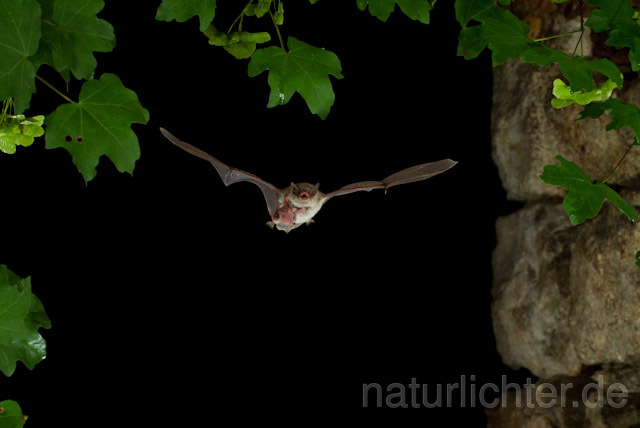 R9241 Langfußfledermaus mit Jungtier im Flug, Long-fingered Bat Bat flying - Christoph Robiller