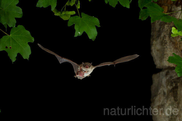 R9242 Langfußfledermaus mit Jungtier im Flug, Long-fingered Bat Bat flying - Christoph Robiller