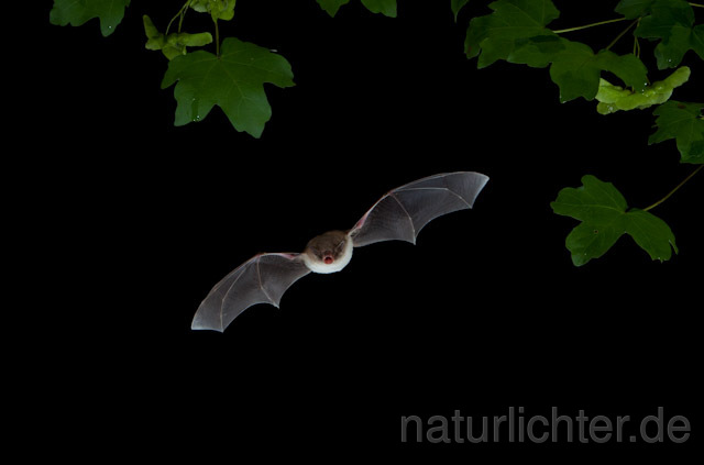 R9243 Langfußfledermaus im Flug, Long-fingered Bat Bat flying - Christoph Robiller