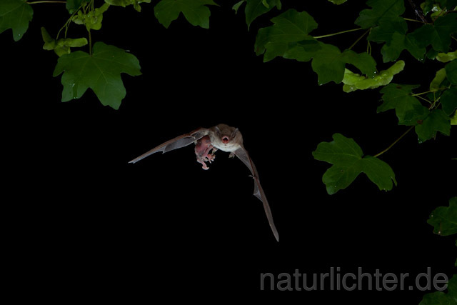 R9244 Langfußfledermaus mit Jungtier im Flug, Long-fingered Bat Bat flying - Christoph Robiller