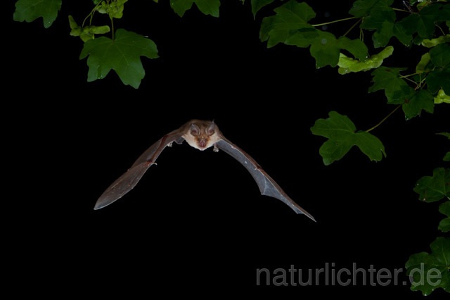 R9246 Große Hufeisennase im Flug, Greater Horseshoe Bat flying - Christoph Robiller