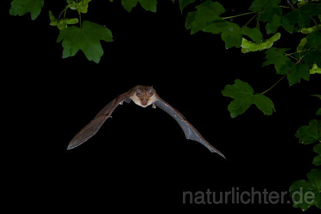R9246 Große Hufeisennase im Flug, Greater Horseshoe Bat flying - Christoph Robiller