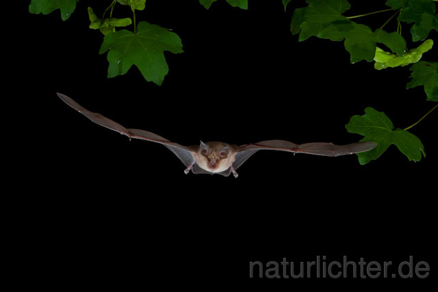 R9249 Große Hufeisennase im Flug, Greater Horseshoe Bat flying - Christoph Robiller