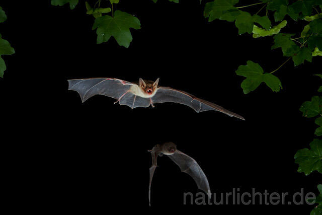 R9250 Kleines Mausohr im Flug, Lesser Mouse-eared Bat flying - Christoph Robiller