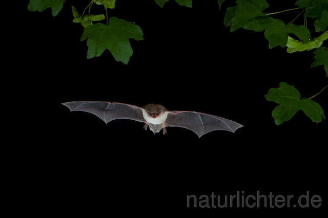 R9251 Langfußfledermaus im Flug, Long-fingered Bat Bat flying - Christoph Robiller